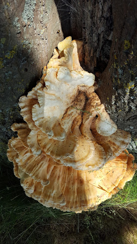 Pensionboerderij/Manege "Westervelt"