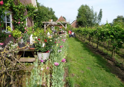 Wijngaard Schepershof
