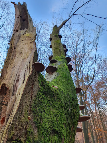 Camping Het Speulderbos